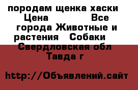 породам щенка хаски › Цена ­ 10 000 - Все города Животные и растения » Собаки   . Свердловская обл.,Тавда г.